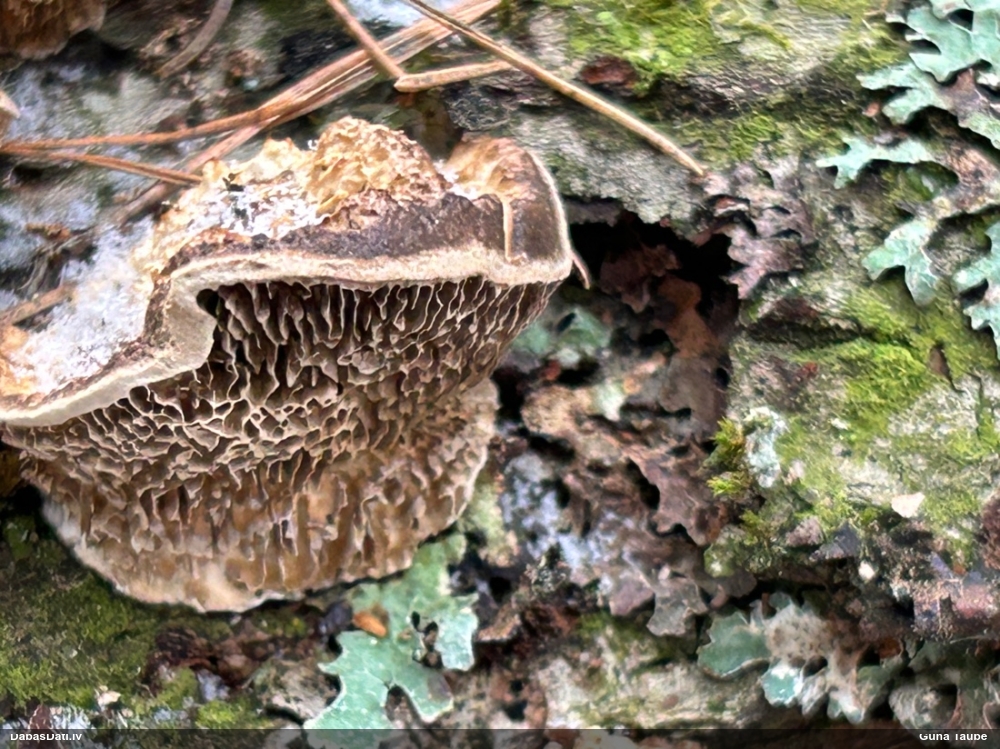 Parastā labirintpiepe