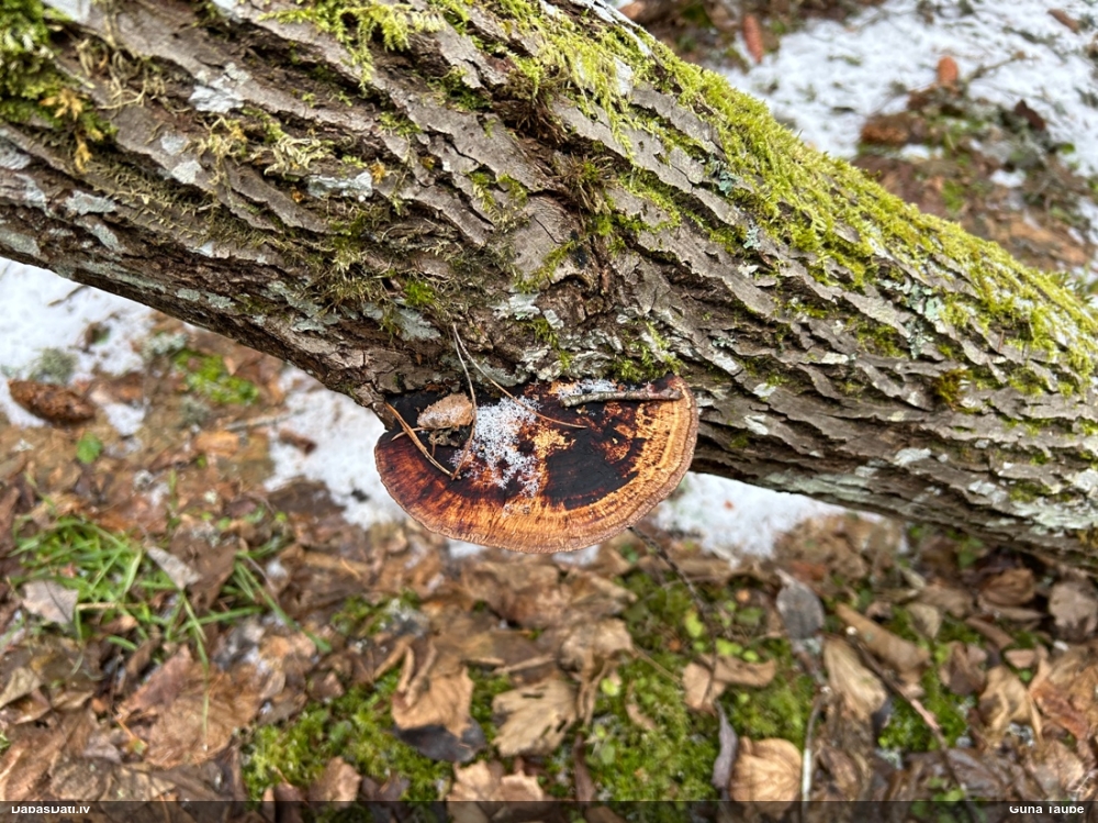 Parastā labirintpiepe