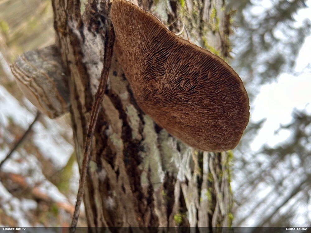 Parastā labirintpiepe