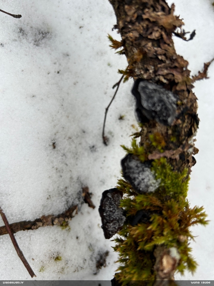 Nošķeltā eksīdija