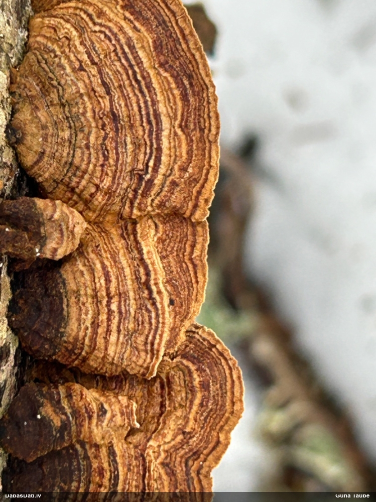 Lazdu brūnsvārcene