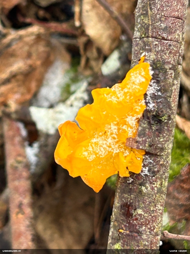 оранжевая, пленчатая дрожалка