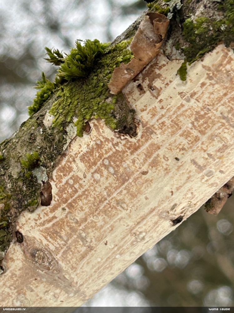 Sēne Vuilleminia comedens