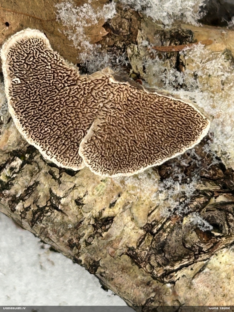 Divkrāsu plānpiepe