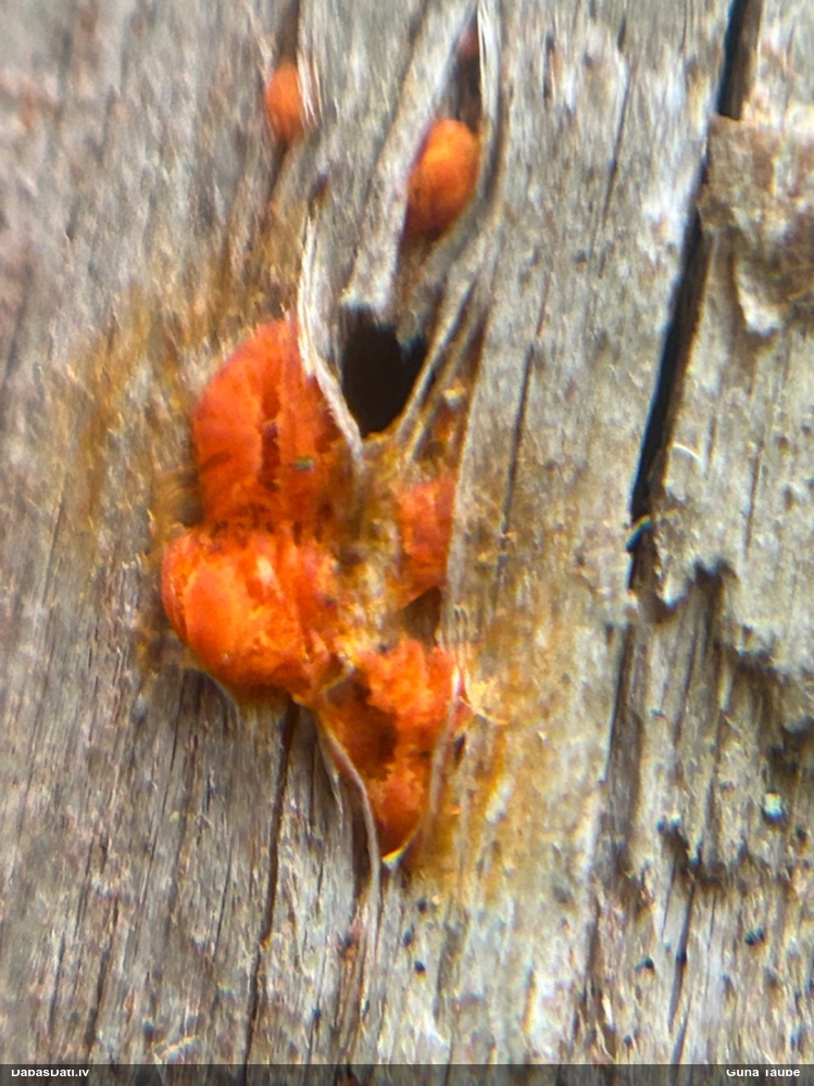 распадающийся дакримицес