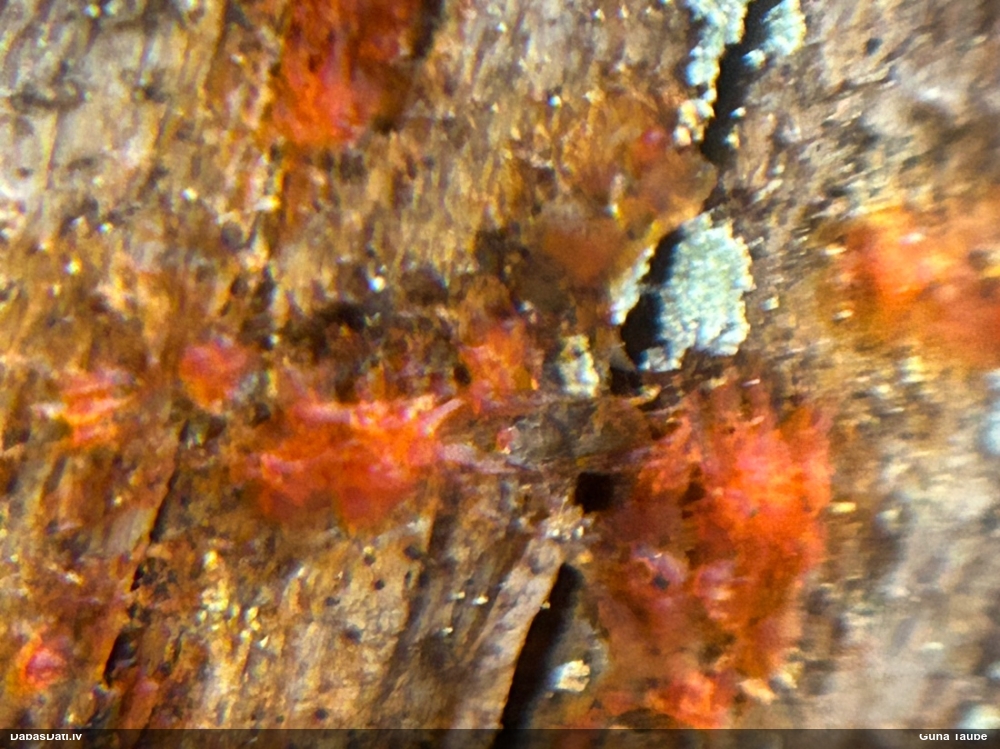 распадающийся дакримицес