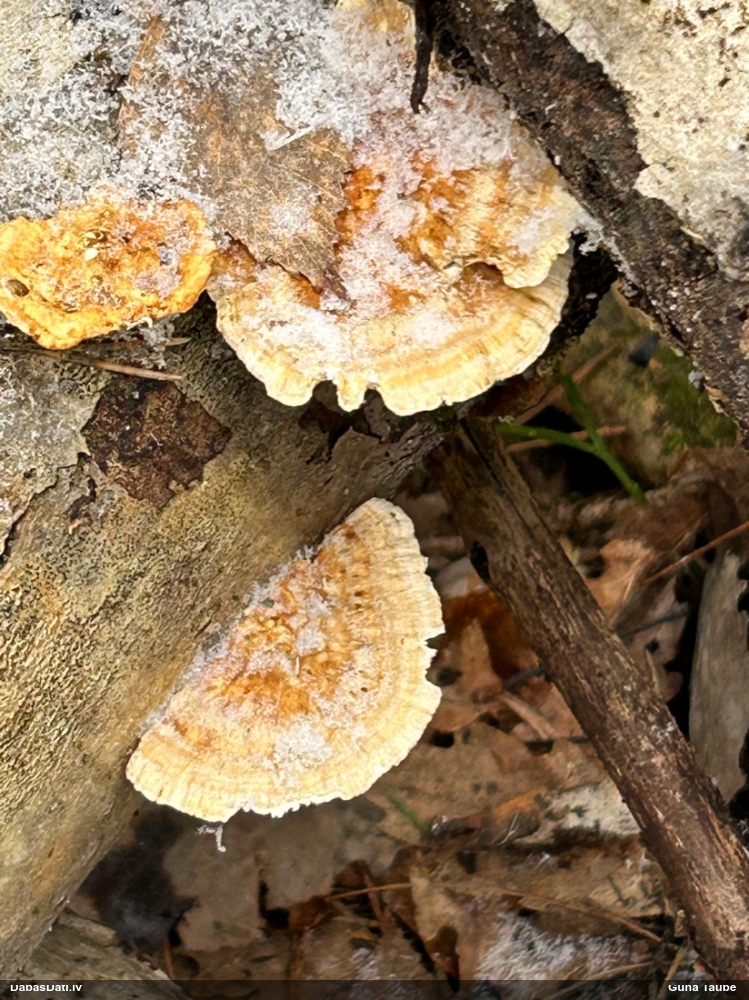 Dzeltenā tauriņpiepe