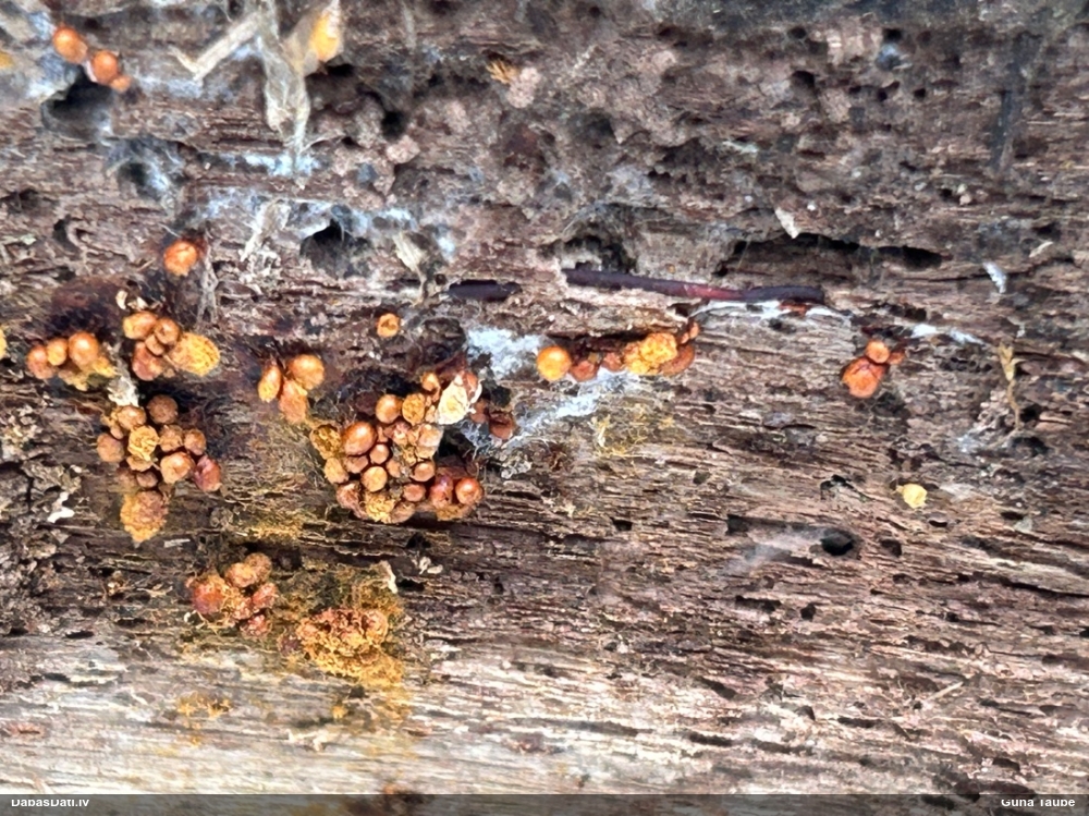 Trihija, hemitrihija (nenoteikta)