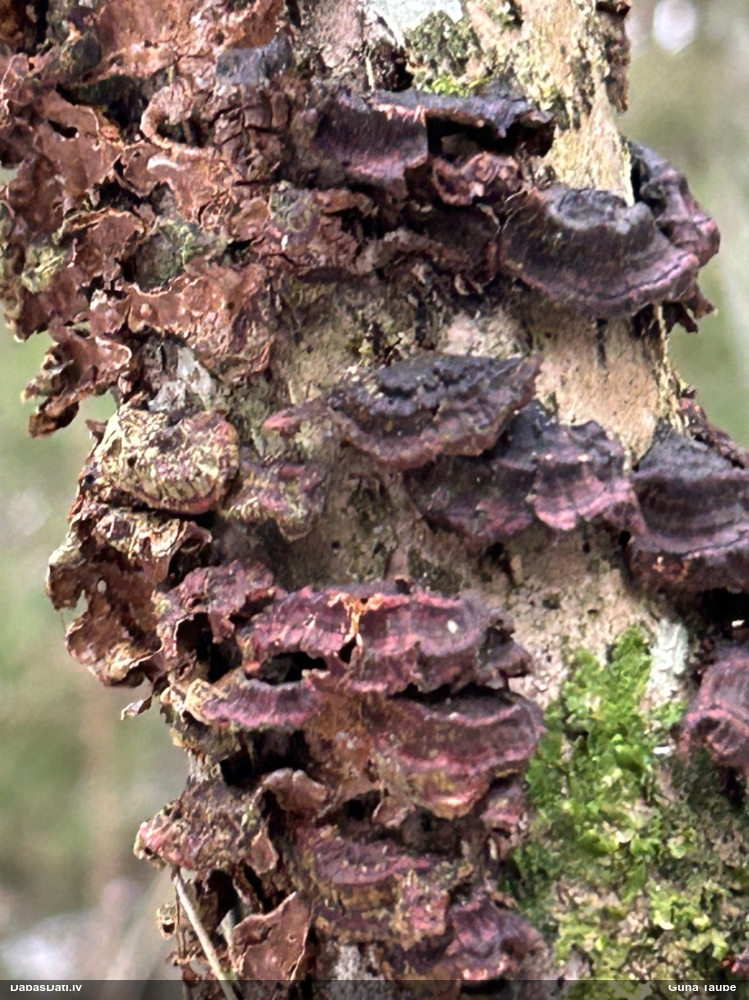 Lazdu brūnsvārcene