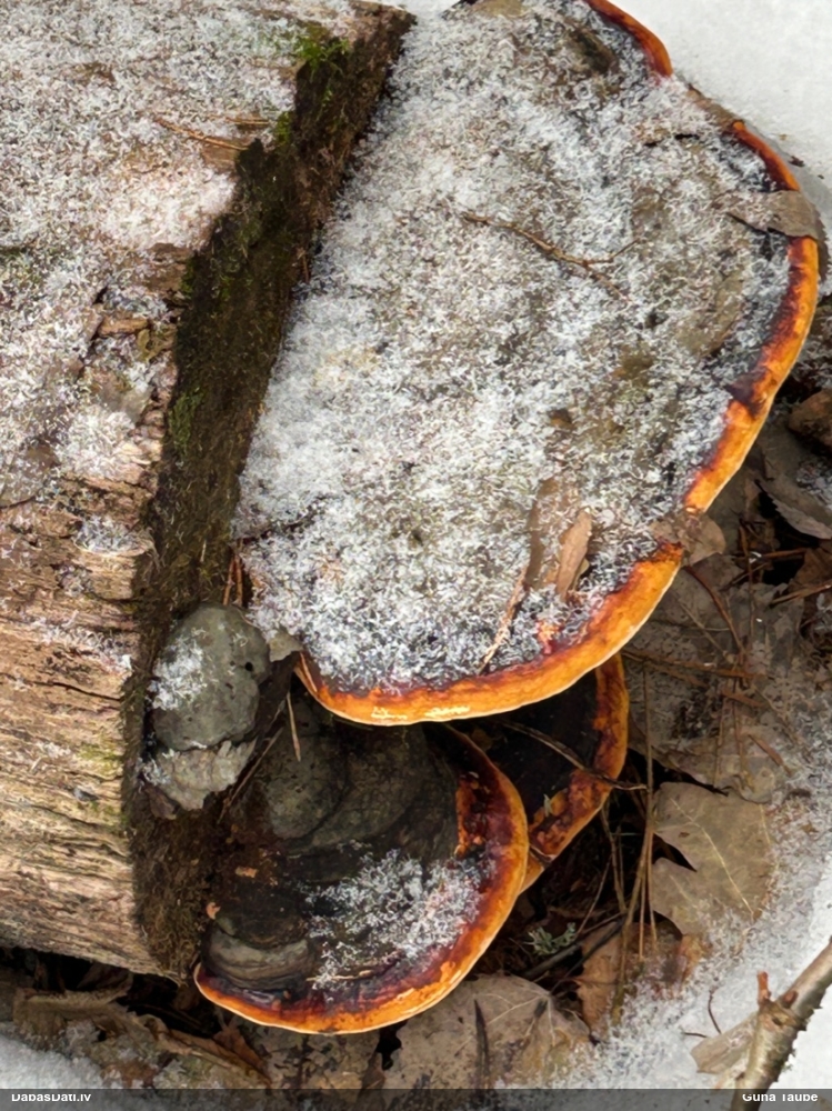 Окаймленный трутовик