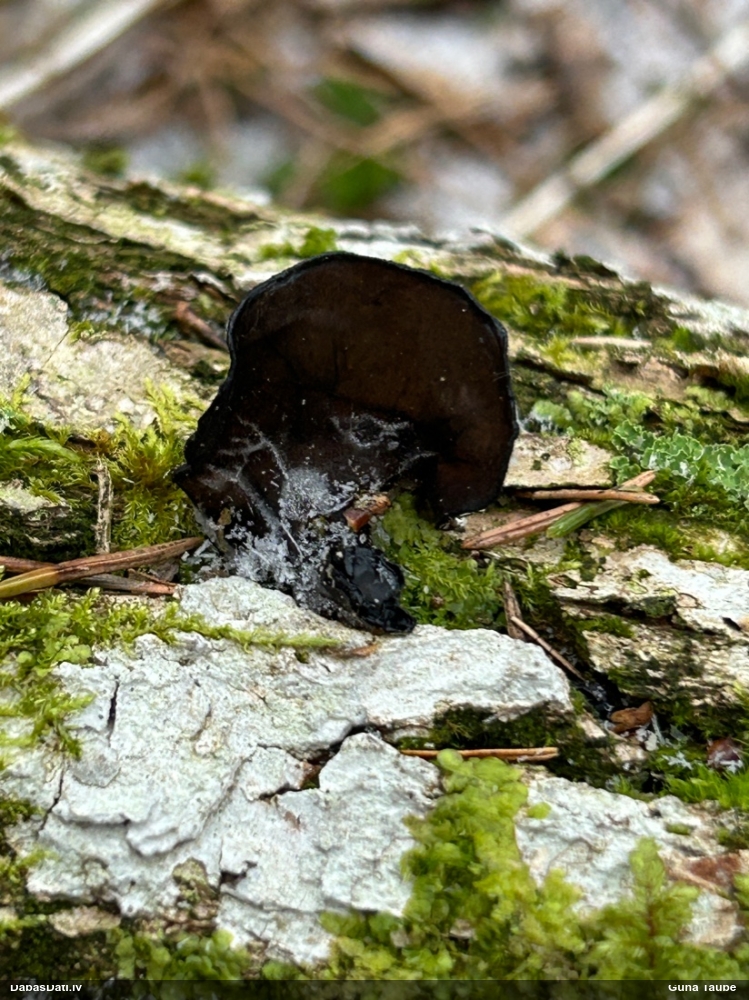 Nošķeltā eksīdija