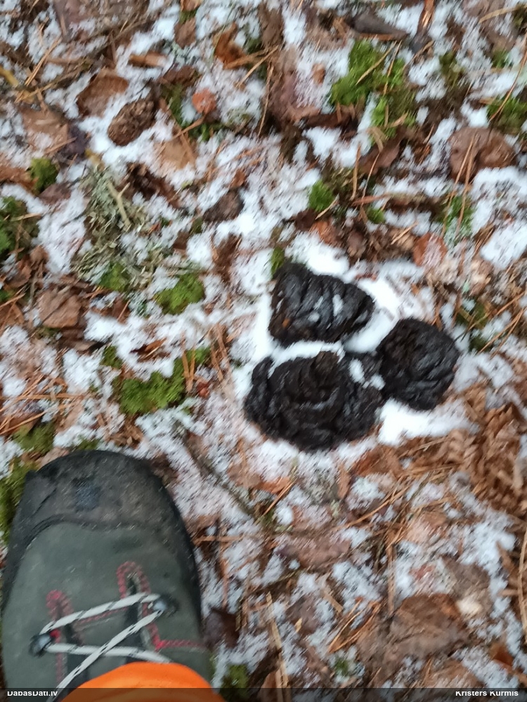 Zīdītājs (nenoteikts)