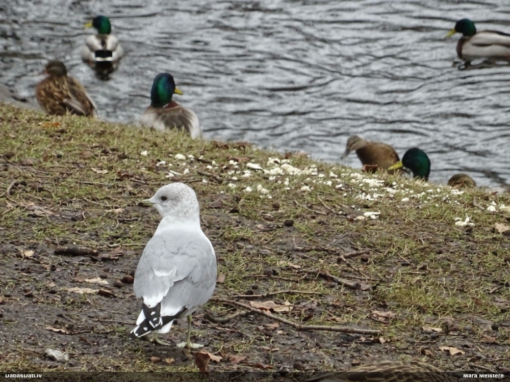 сизая чайка