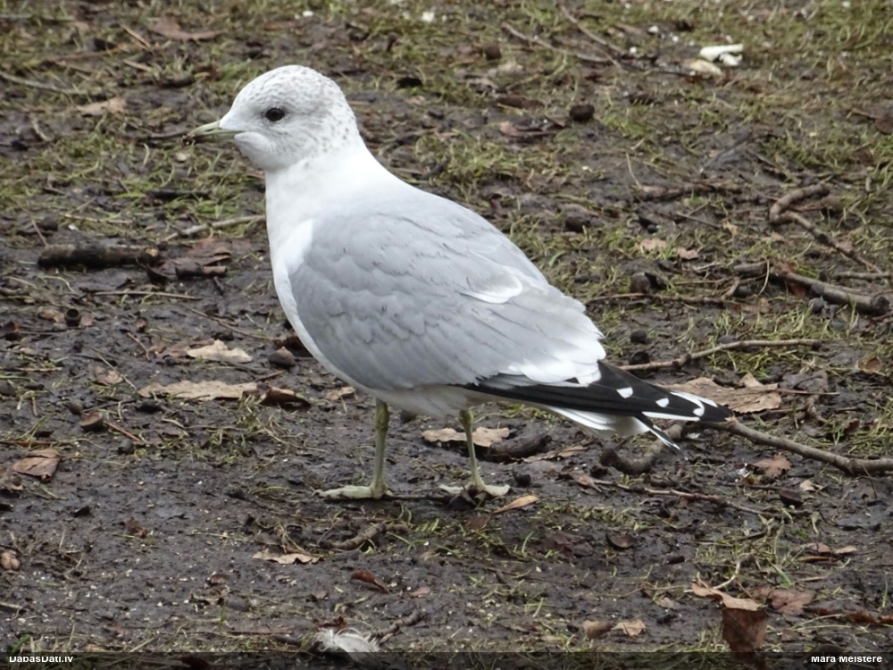 сизая чайка