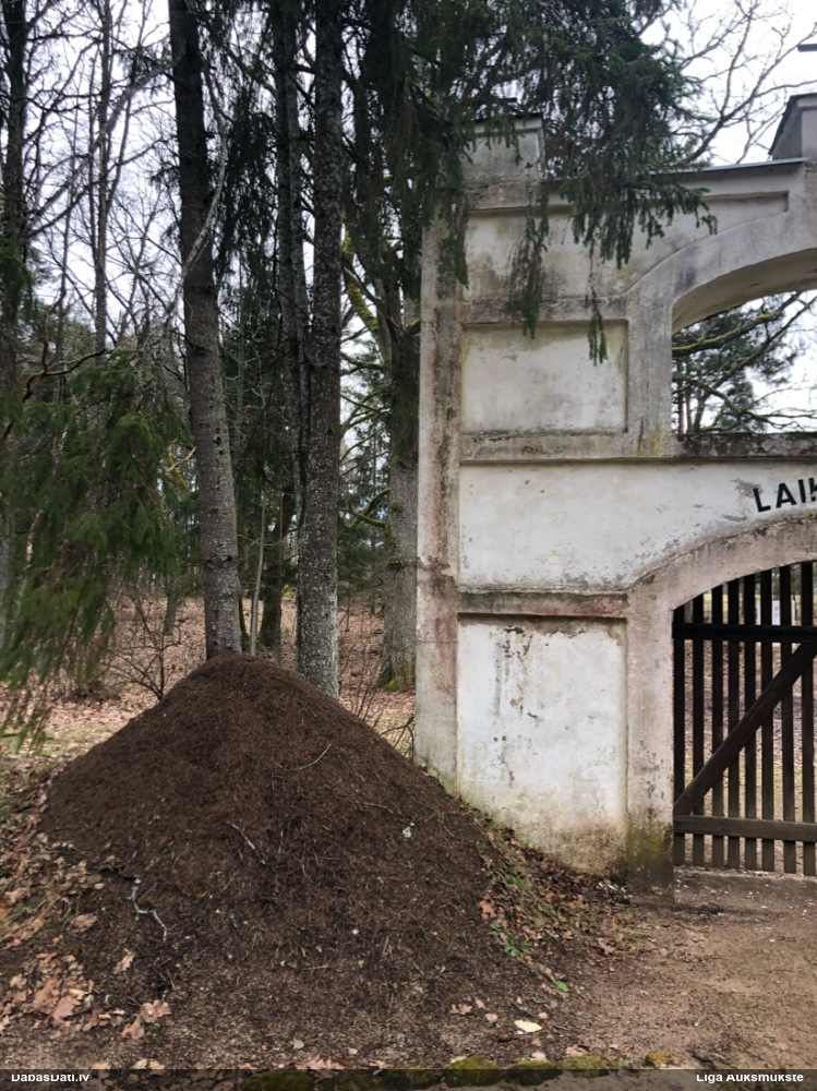 Rūsganā meža skudra