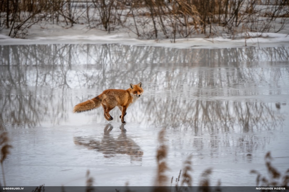 обыкновенная лисица
