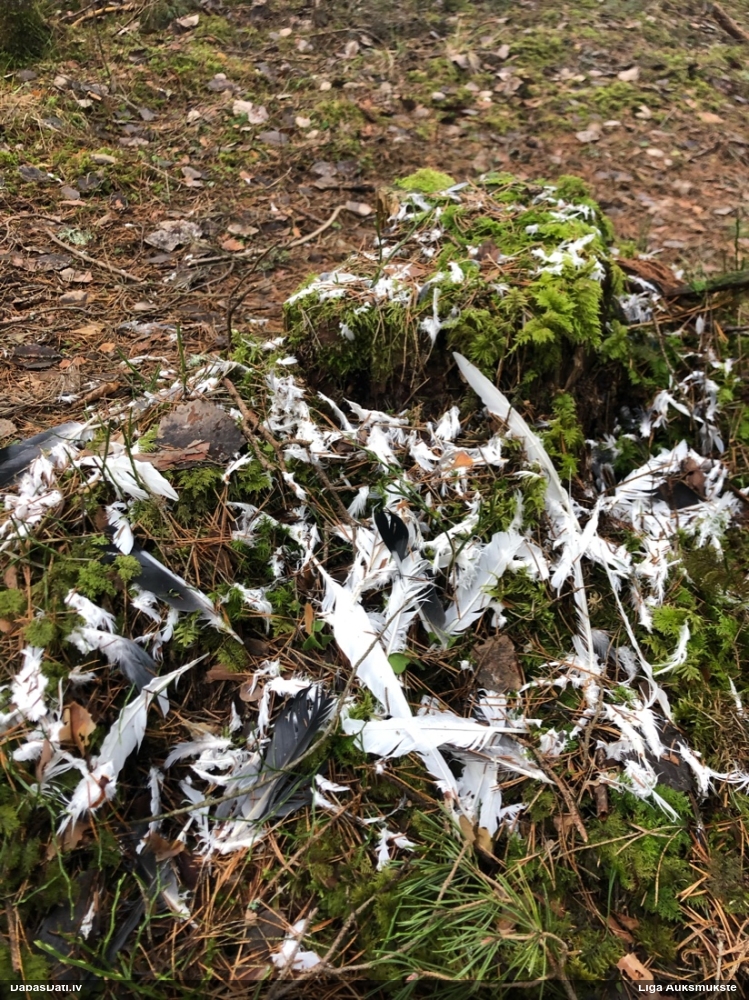 тетеревятник