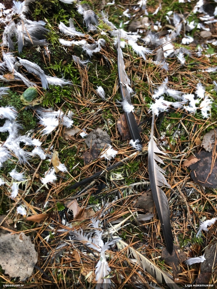 тетеревятник