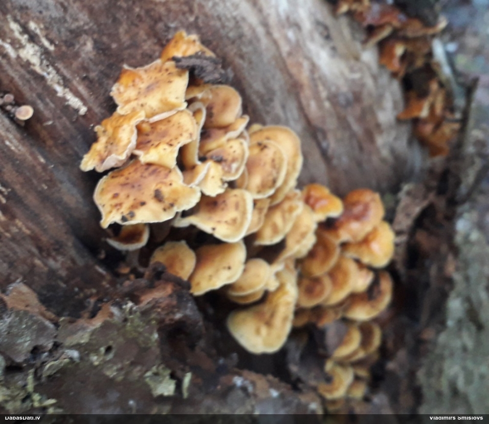 Samtainā ziemene (ziemas celmene)