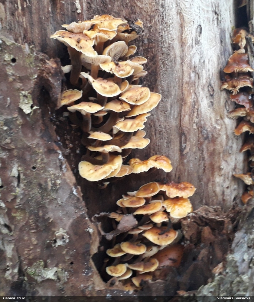 Samtainā ziemene (ziemas celmene)