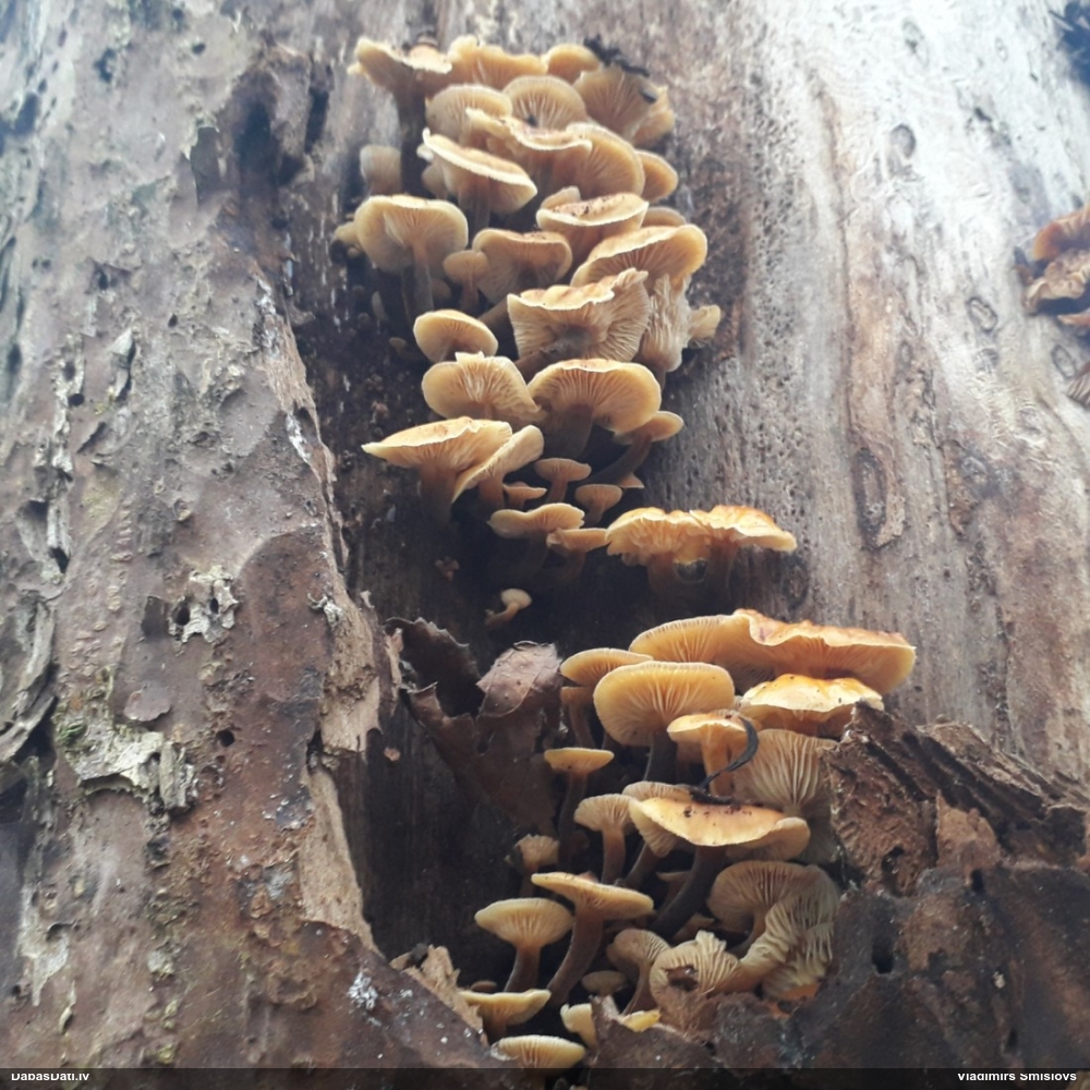 Samtainā ziemene (ziemas celmene)