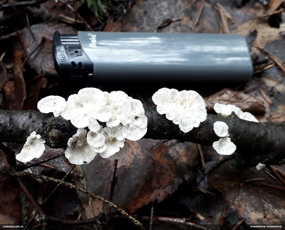 Cirtainā kroklapīte