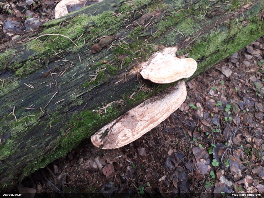 Дубовая губка