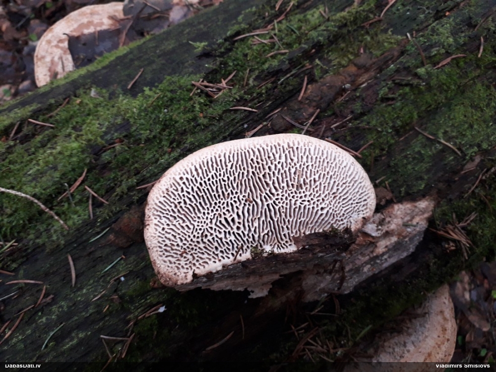 Дубовая губка