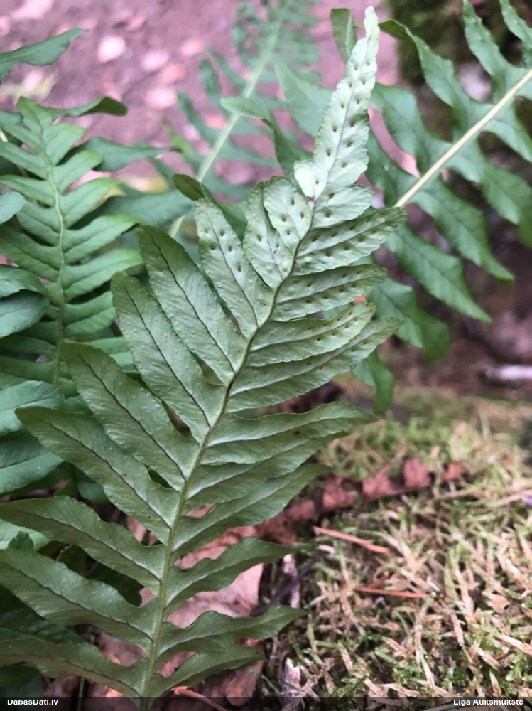 многоножка обыкновенная