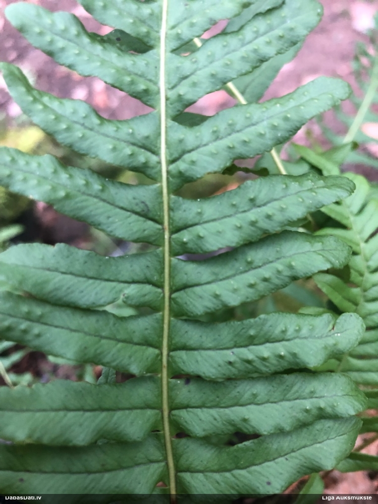 многоножка обыкновенная