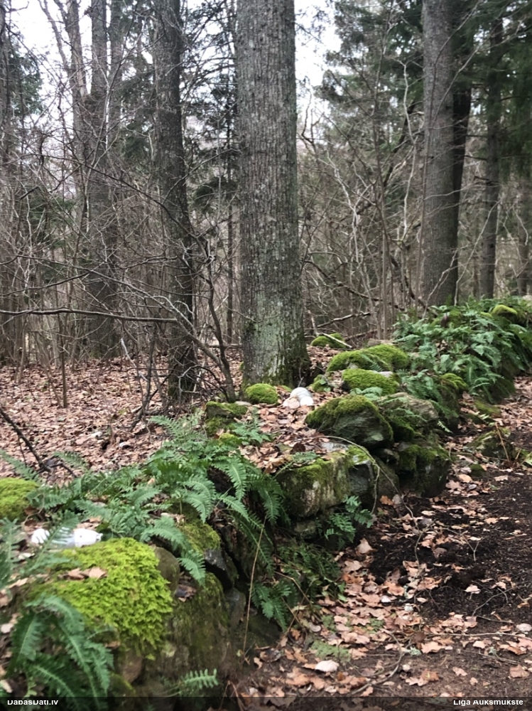 многоножка обыкновенная