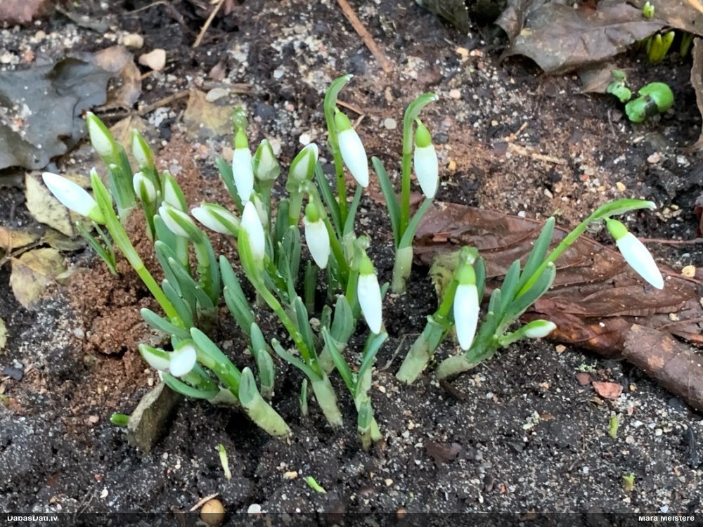 Baltā sniegpulkstenīte