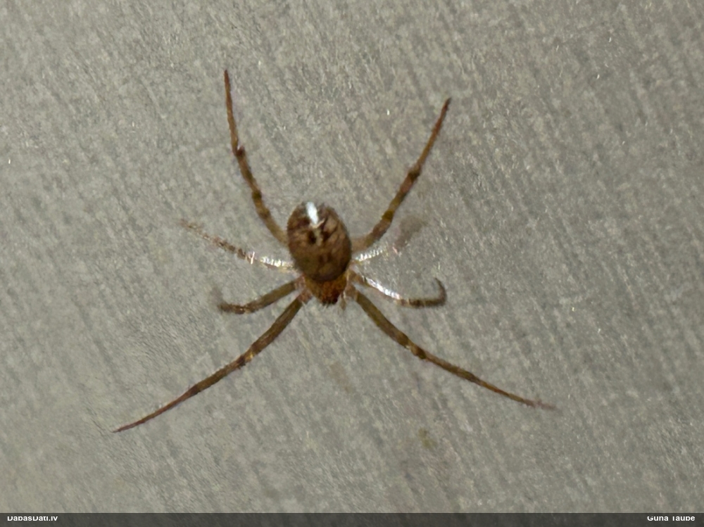 Zirneklis (nenoteikts)