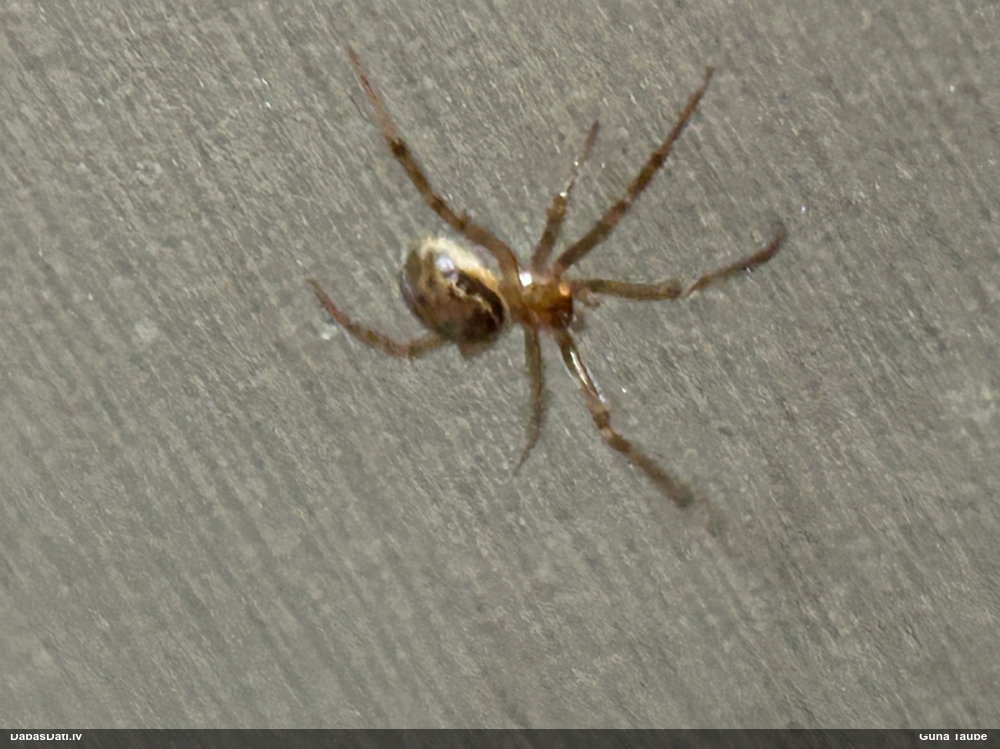 Zirneklis (nenoteikts)