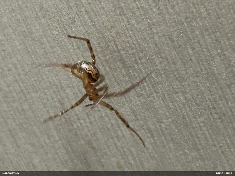 Zirneklis (nenoteikts)