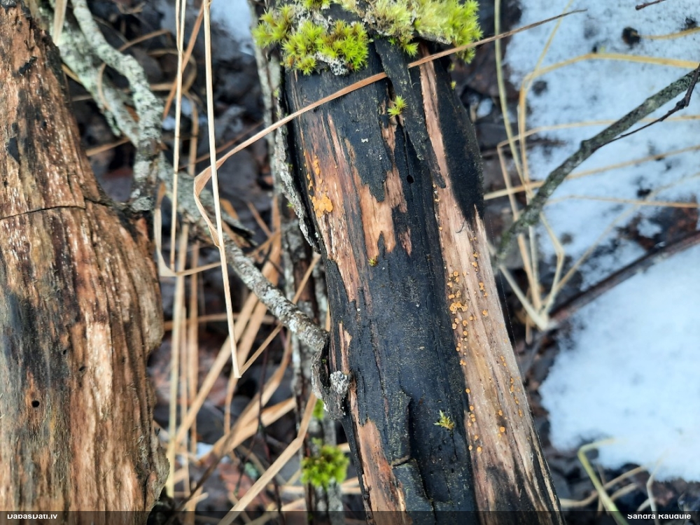 лимонно-желтая калицелла