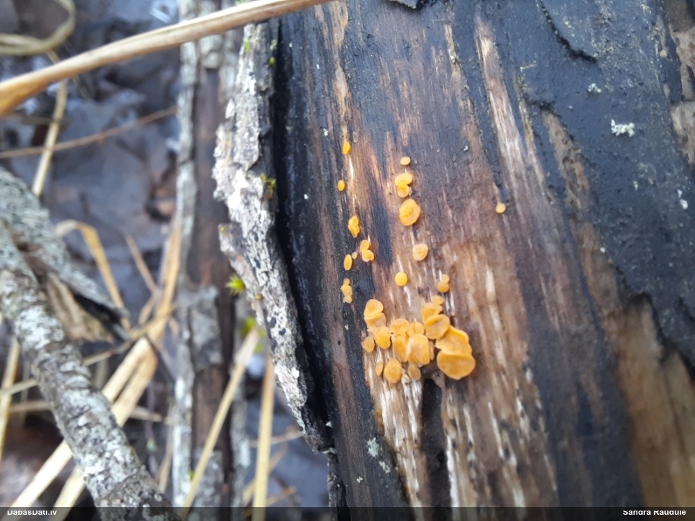 лимонно-желтая калицелла