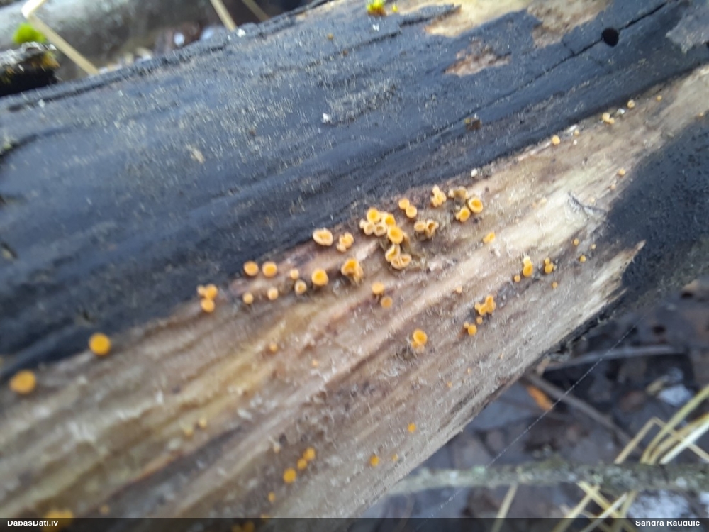 лимонно-желтая калицелла