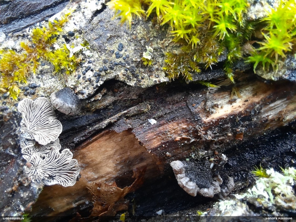 Klājeniskā apvērsene