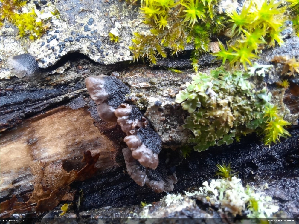 Klājeniskā apvērsene