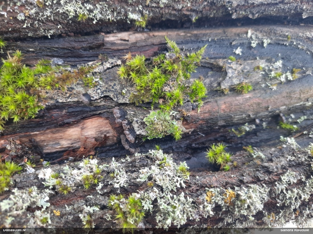 Klājeniskā apvērsene