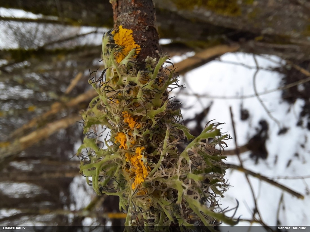 Skropstainā anaptihija