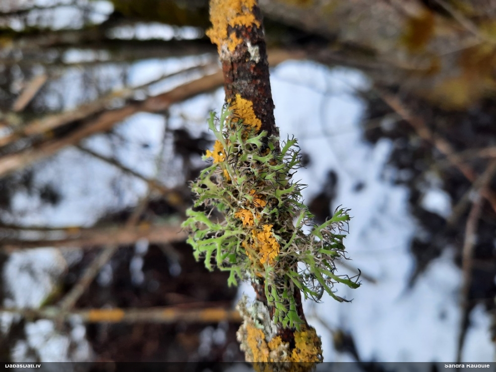 Skropstainā anaptihija