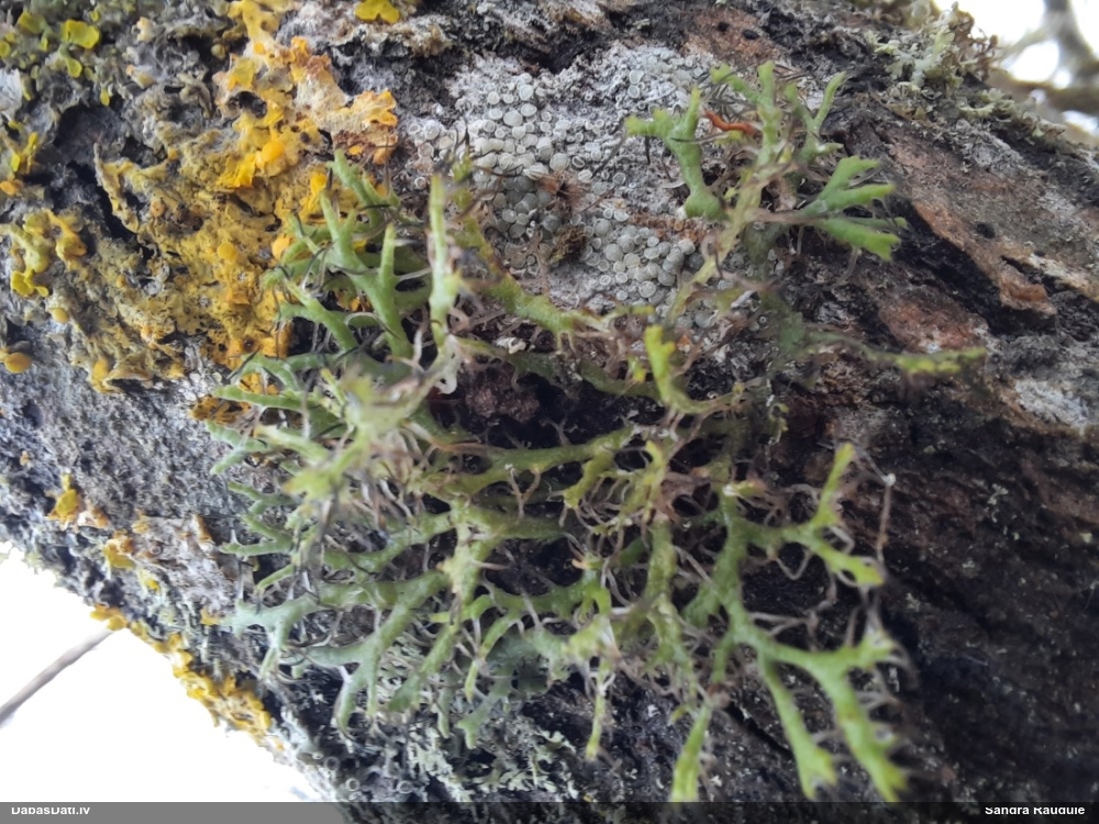 Skropstainā anaptihija