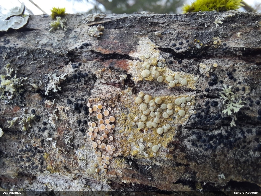 Ķērpis (nenoteikts)