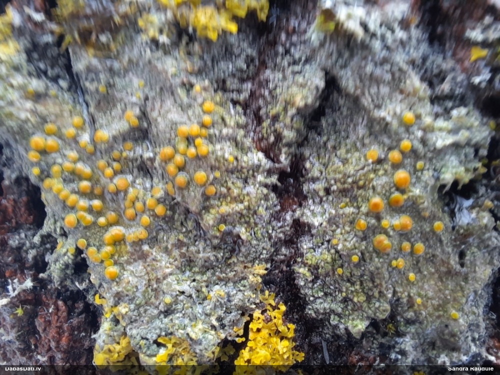 Ķērpis Caloplaca flavorubescens