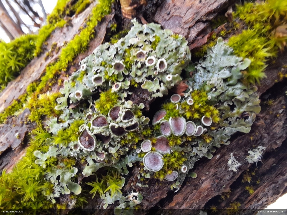 Ķērpis (nenoteikts)