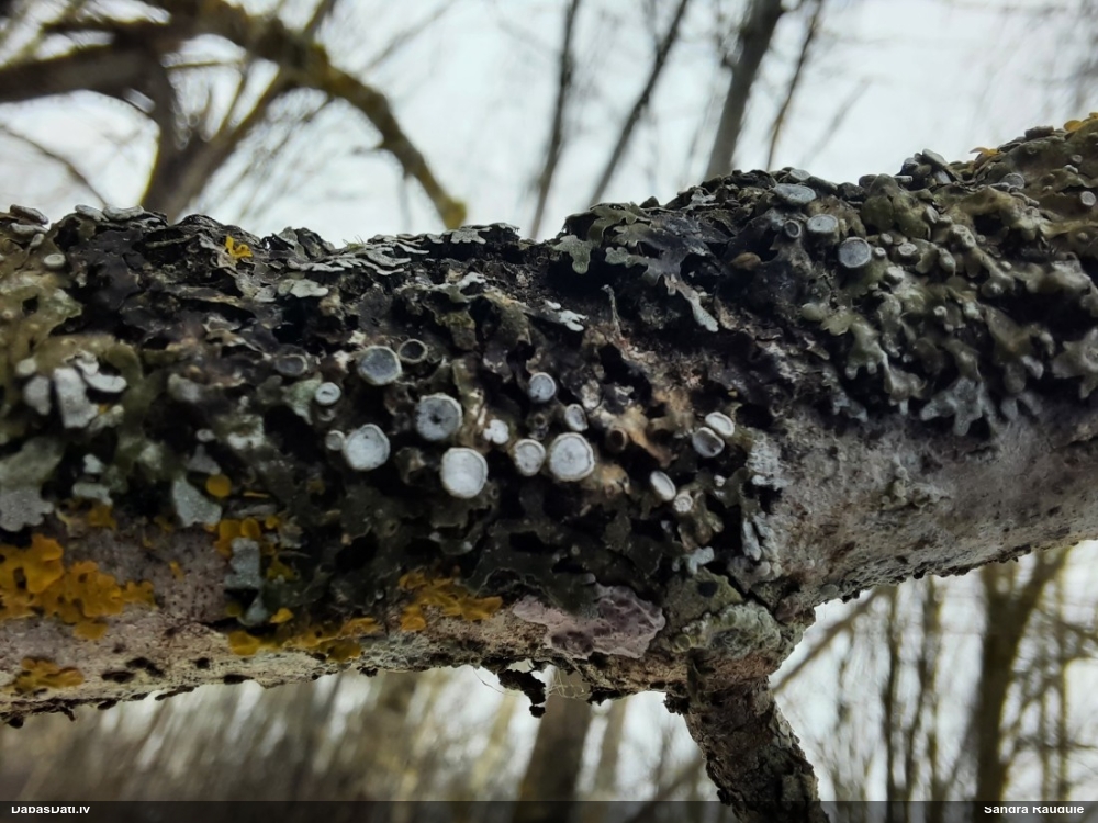 Ķērpis (nenoteikts)