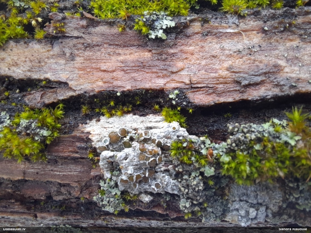 Ķērpis (nenoteikts)