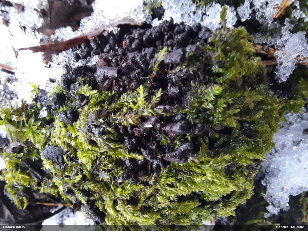 Askusēne (nenoteikta)